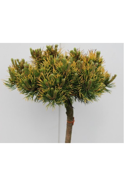 Сосна гірська Вінтер Голд на штамбі