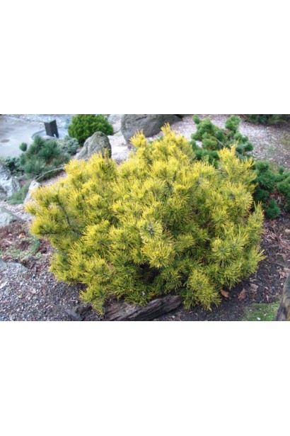 Pinus mugo Winter Gold – гірська сосна із золотистою зимовою хвоєю.