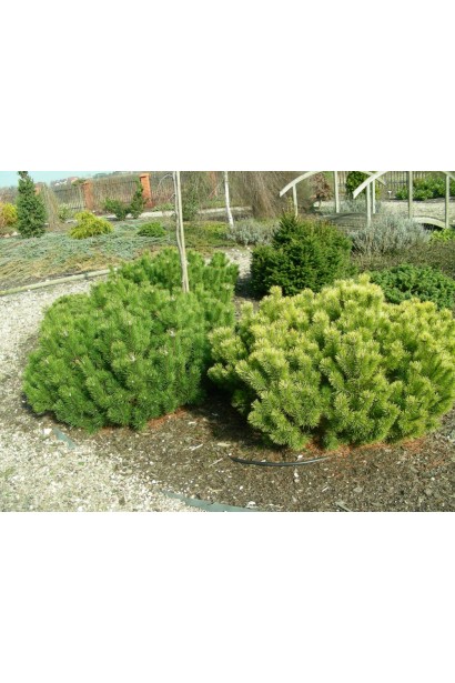 Сосна гірська Вінтер Голд – низькорослий хвойник для рокаріїв і альпінаріїв.