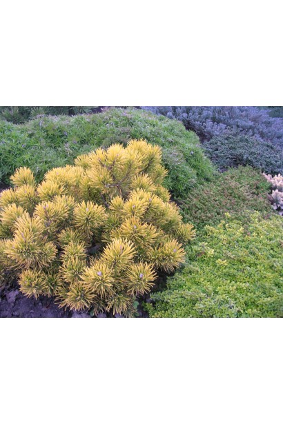 Pinus mugo Winter Gold – хвойник із зеленим літнім і золотистим зимовим забарвленням.