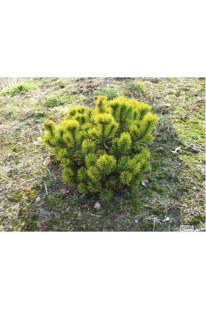 Сосна гірська Вінтер Голд – морозостійка декоративна рослина.