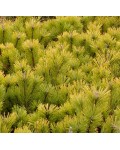 Сосна горная Винтер Голд | Сосна гiрська Вінтер Голд | Pinus mugo Winter Gold
