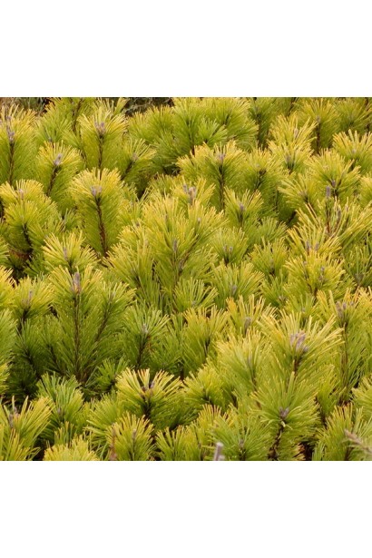 Сосна гірська Вінтер Голд золотиста хвоя
