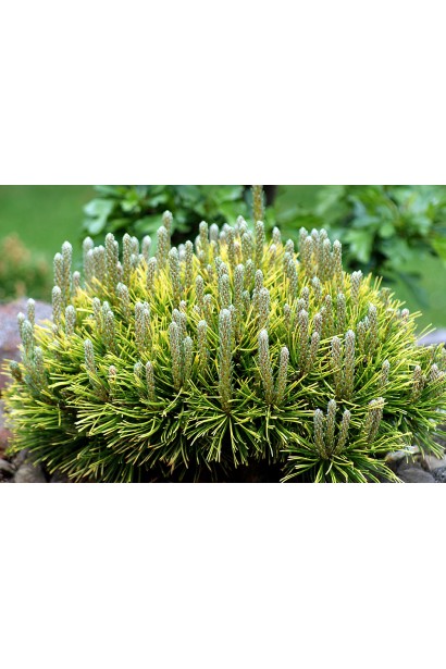 Pinus mugo Winter Gold – декоративна сосна із щільною хвоєю золотистого відтінку.