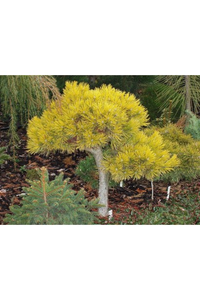 Сосна гірська Вінтер Голд на штамбі