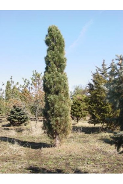 Висока вузька сосна для сучасного ландшафту