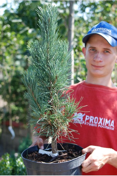 Сосна звичайна Фастігіата в контейнері