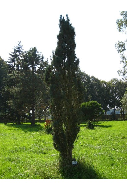 Фастігіата — компактна і вертикальна сосна.