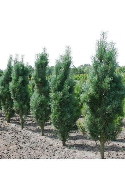 Струнка і компактна сосна для акценту.