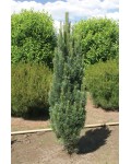 Сосна звичайна Фастігіата | Сосна обыкновенная Фастигиата | Pinus sylvestris Fastigiata