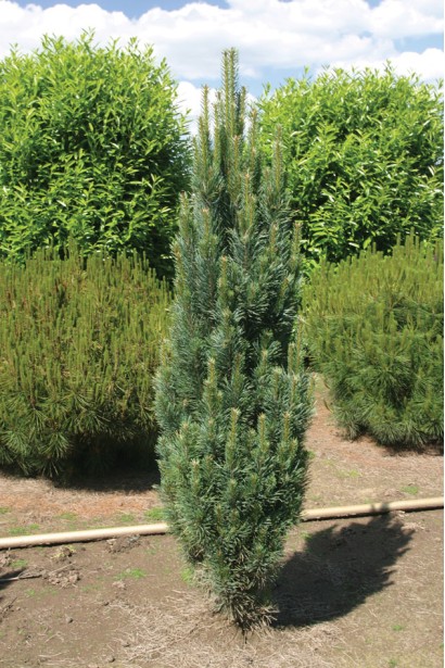 Pinus sylvestris із вертикальним стрімким ростом.