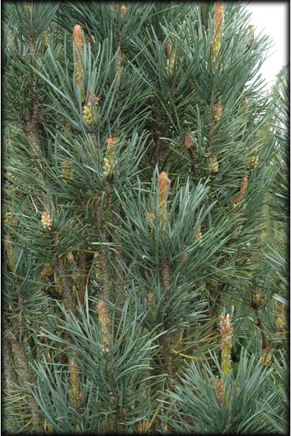 Хвоя дорослої сосни фастігіата