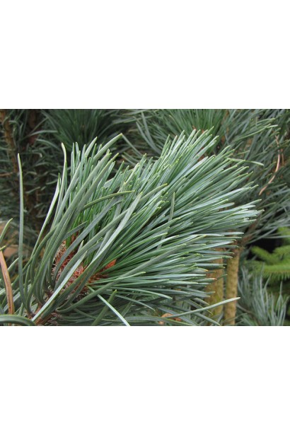 Сосна звичайна Фастігіата Хвоя