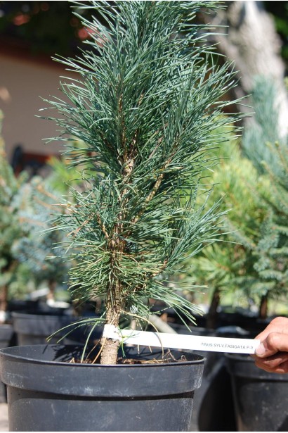 Сосна звичайна Фастігіата в садовому центрі