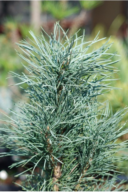 Pinus sylvestris Fastigiata
