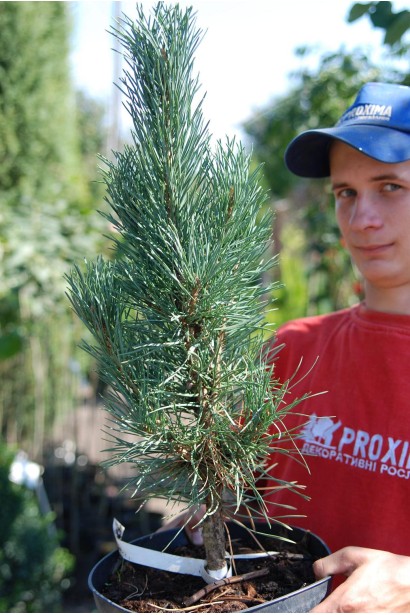 Сосна звичайна Фастігіата в контейнері