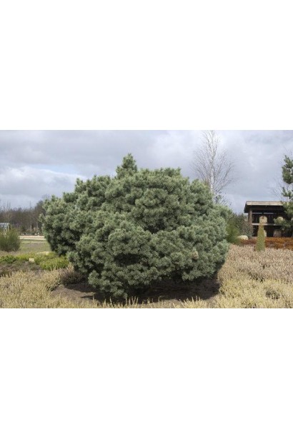 Сосна звичайна Ватерері | Сосна обыкновенная Ватерери | Pinus sylvestris Watereri