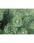 Сосна звичайна Ватерері | Сосна обыкновенная Ватерери | Pinus sylvestris Watereri