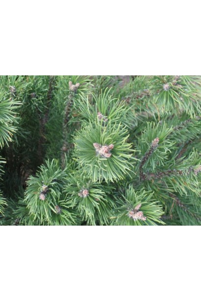 Сосна звичайна Ватерері | Сосна обыкновенная Ватерери | Pinus sylvestris Watereri