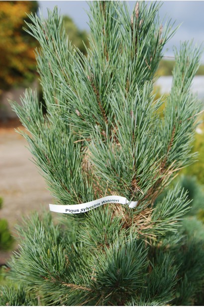 Сосна звичайна Ватерері | Сосна обыкновенная Ватерери | Pinus sylvestris Watereri