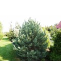 Сосна обыкновенная Ватерери | Сосна звичайна Ватерерi | Pinus sylvestris Watereri