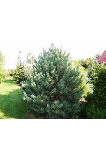 Сосна звичайна Ватерері | Сосна обыкновенная Ватерери | Pinus sylvestris Watereri