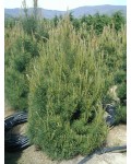 Сосна обыкновенная Ватерери | Сосна звичайна Ватерерi | Pinus sylvestris Watereri