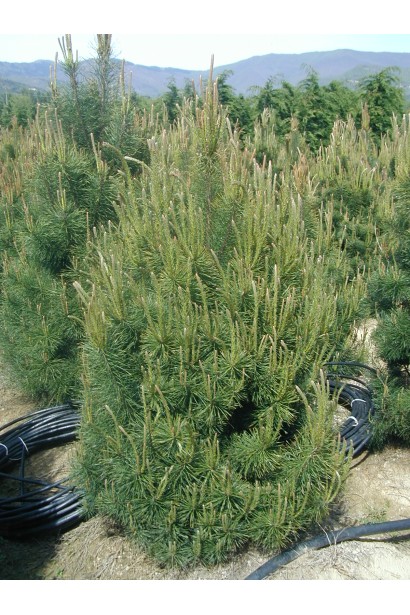 Сосна звичайна Ватерері | Сосна обыкновенная Ватерери | Pinus sylvestris Watereri