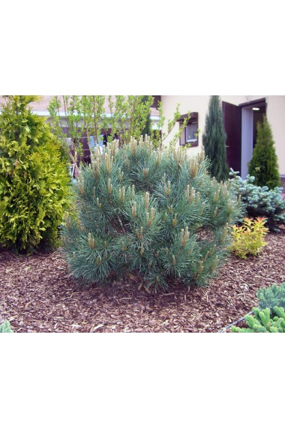 Сосна звичайна Ватерері | Сосна обыкновенная Ватерери | Pinus sylvestris Watereri