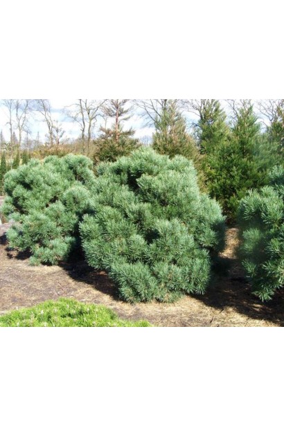 Сосна звичайна Ватерері | Сосна обыкновенная Ватерери | Pinus sylvestris Watereri