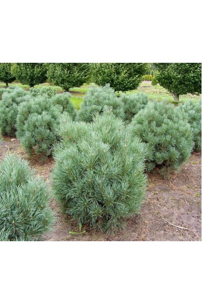 Сосна звичайна Ватерері | Сосна обыкновенная Ватерери | Pinus sylvestris Watereri