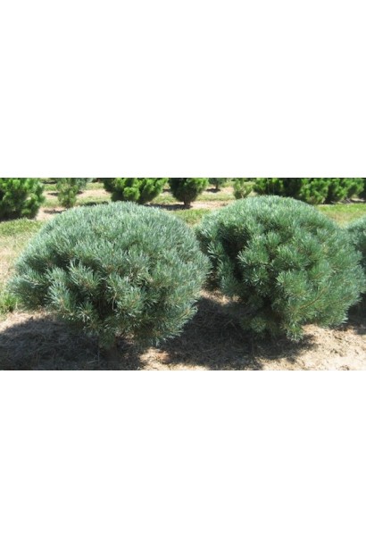 Сосна звичайна Ватерері | Сосна обыкновенная Ватерери | Pinus sylvestris Watereri