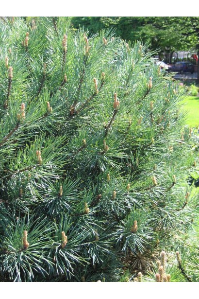 Сосна звичайна Ватерері | Сосна обыкновенная Ватерери | Pinus sylvestris Watereri