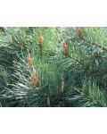 Сосна звичайна Ватерері | Сосна обыкновенная Ватерери | Pinus sylvestris Watereri