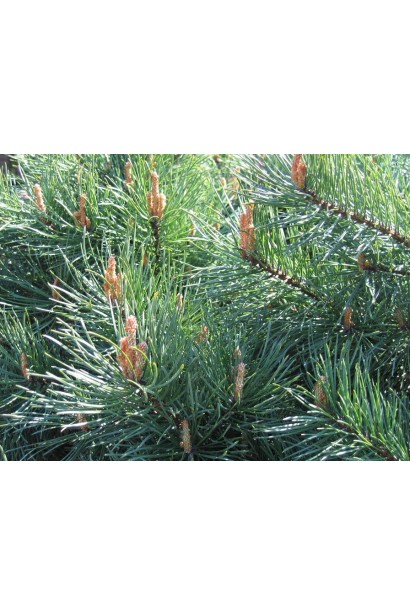 Сосна звичайна Ватерері | Сосна обыкновенная Ватерери | Pinus sylvestris Watereri