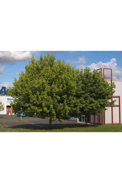 Клен ясенелистий / американський