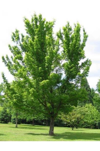 Клен простий