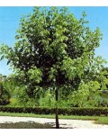 Клен ясенелистий | Acer negundo | Клён ясенелистный
