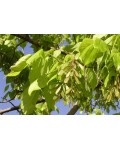 Клён ясенелистный | Acer negundo | Клен ясенелистий