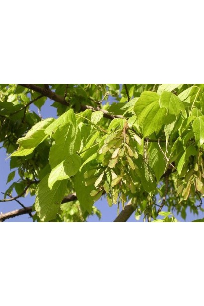 Клен ясенелистий зелено-жовте листя та плоди-крилатки