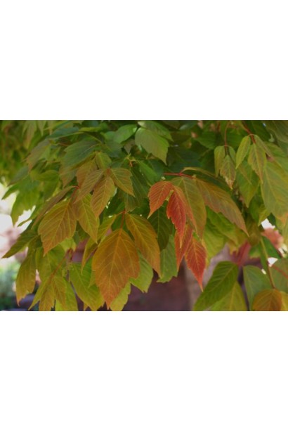 Клен американський