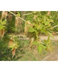 Клён ясенелистный | Acer negundo | Клен ясенелистий