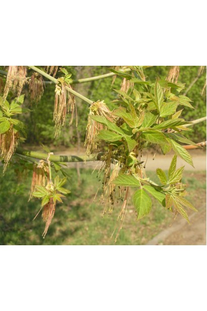 Клен ясенелистий цвітіння