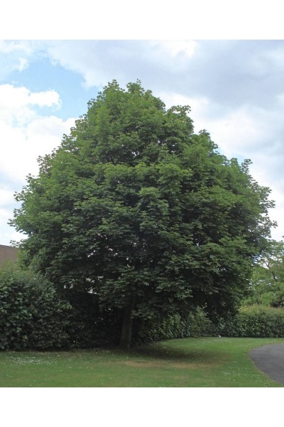 Клен гостролистий | Acer platanoides | Клён остролистный