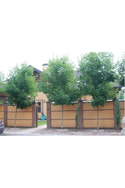 Клен гостролистий | Acer platanoides | Клён остролистный