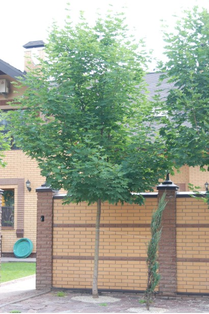 Клен гостролистий | Acer platanoides | Клён остролистный