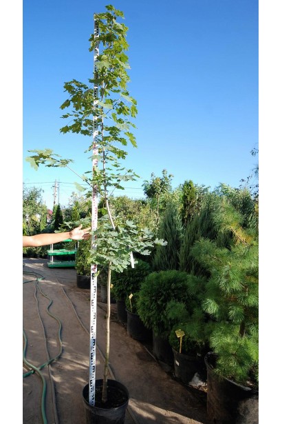 Клен гостролистий | Acer platanoides | Клён остролистный