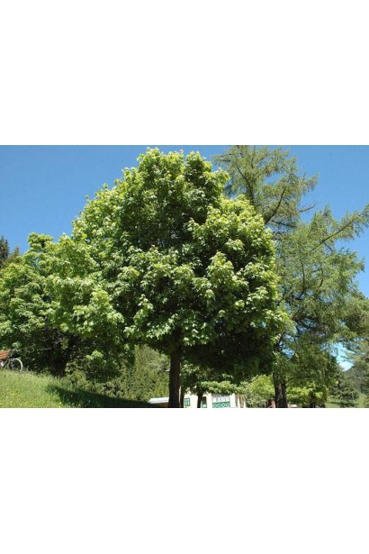 Клен гостролистий