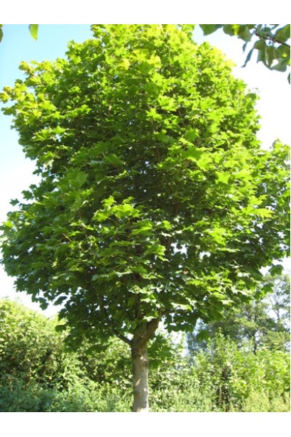 Клен гостролистий | Acer platanoides | Клён остролистный