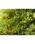 Клен гостролистий | Клён остролистный | Acer platanoides